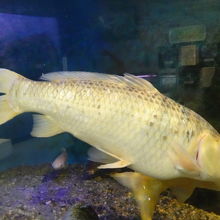 小貝川で暮らす魚などが展示されています