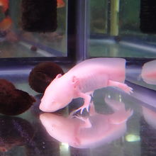 ウーパールーパーもいました