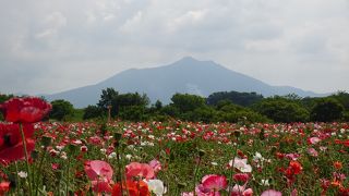 筑波山を背景としたポピーがきれいでした （小貝川ふれあい公園）