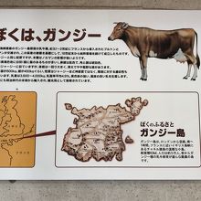 ガンジー種について