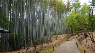 住宅地の中に竹林