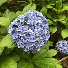 小さな青い花びらの集団