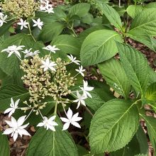 線香花火みたい