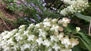 紫陽花が見頃です。
