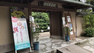 百合が見頃です