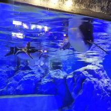 高いわ By Phophochang すみだ水族館のクチコミ フォートラベル 高いわ By Phophochang すみだ水族館のクチコミ フォートラベル