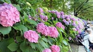 ボート池の周りに紫陽花の並木道