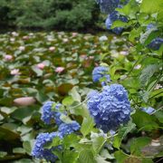 紫陽花と大亀とお抹茶と。