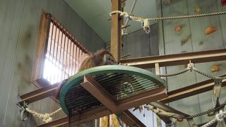 運動できるようになっている