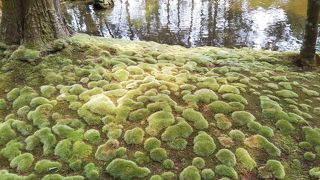 故スティーブ・ジョブズも度々訪れたと言う　世界遺産　西芳寺（苔寺）