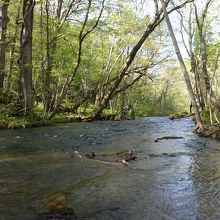 部分的ではありますが、奥入瀬渓流楽しめました