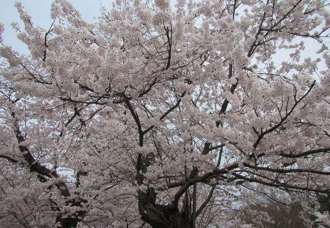 桜もきれい