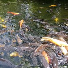 境内には鯉が沢山いました