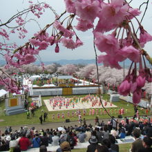 天童桜まつり「人間将棋」