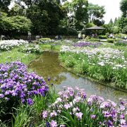 菖蒲園がきれいでした