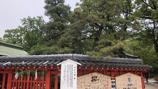 筥崎宮にある松