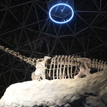恐竜の全身骨格展示