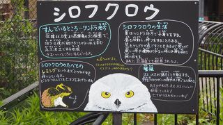 真っ白のからだです