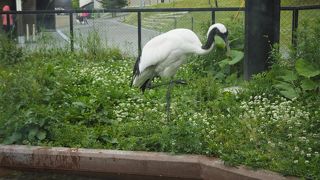 優雅な姿で歩いていた