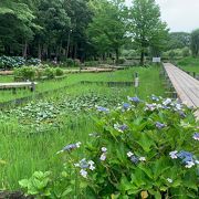 上尾市民の憩いの場です！6月は紫陽花・菖蒲が綺麗です！しょうどうぶつコーナーのワオキツネザルは必見です。