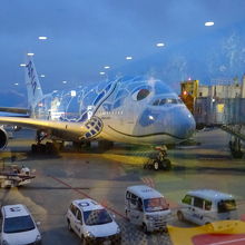 亀さんのお腹に入ってホノルルに行きます。竜宮城に行くようです