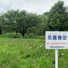 6月は菖蒲が綺麗です。