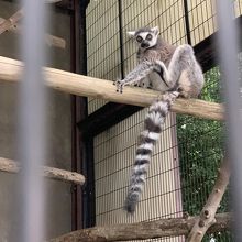 ワオキツネザル