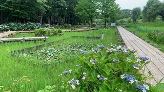 上尾市民の憩いの場です！6月は紫陽花・菖蒲が綺麗です！しょうどうぶつコーナーのワオキツネザルは必見です。