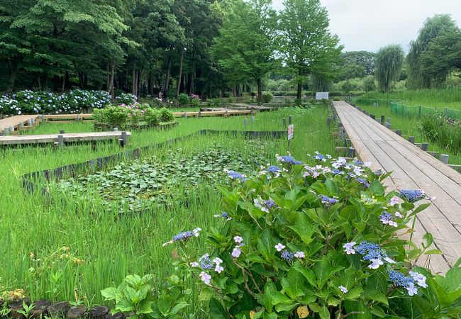 上尾市民の憩いの場です！6月は紫陽花・菖蒲が綺麗です！しょうどうぶつコーナーのワオキツネザルは必見です。