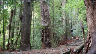 杉木立と石畳が美しい