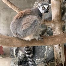 ワオキツネザル