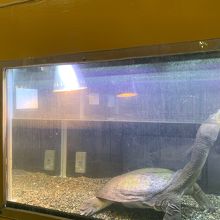 川越産のスッポン