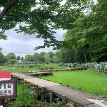 木道が整備されています。