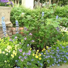 温室の中の綺麗な花