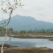 ミズバショウとリュウキンカが綺麗！