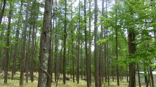 まきば公園、天女山入口、八ヶ岳倶楽部、甲斐大泉駅と歩きました