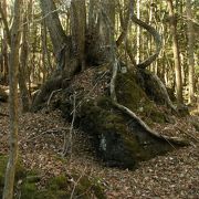 溶岩を抱えるようにして樹木が生えている