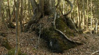 溶岩を抱えるようにして樹木が生えている