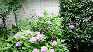 ショーン・タンの世界展