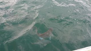 巨大な鯛がよってきます