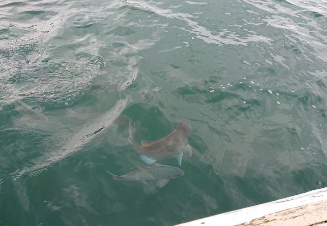 鯛の浦遊覧船 クチコミ アクセス 営業時間 鴨川 フォートラベル 鯛の浦遊覧船 クチコミ アクセス 営業時間 鴨川 フォートラベル