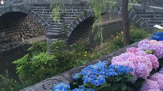 紫陽花とコラボ