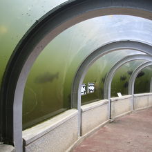 アマゾンの淡水魚展示トンネル