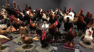 専門性の高い博物館