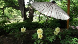 五月のぼたん園