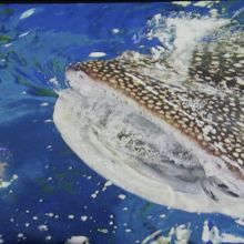 オキアミを吸い込むジンベイザメ