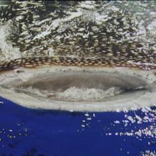 ジンベイザメの巨大な口