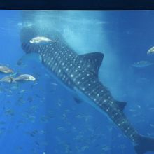 食事中のジンベイザメ