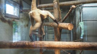 長い手を伸ばして運動