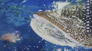 ジンベイザメのお食事タイム、大量のオキアミを丸呑みする姿が素晴らしい。